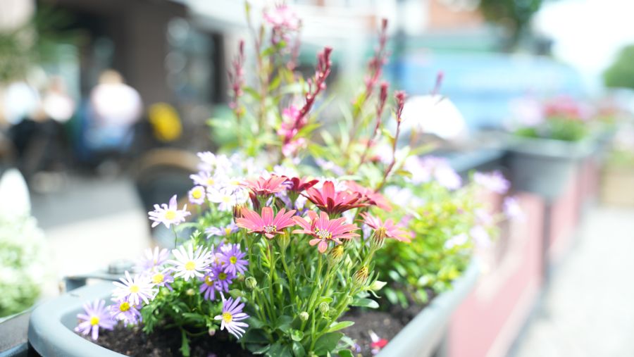 Planterad kruka med sommarblommor