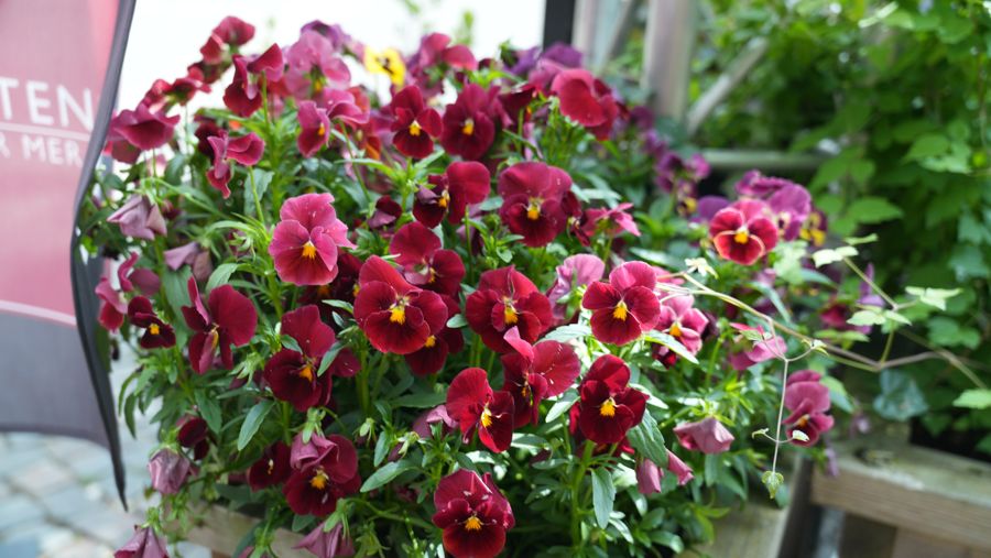 Frodig plantering med röda och rosa blommor